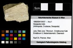 Foto (Objekt + Etiketten) von Decapoda indet. 